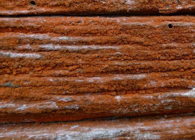 På norra gaveln växer rostfläckig nållav Chaenotheca ferruginea, rödfärgsalg Trentepohlia umbrina (foto ovan till höger), flarnlav Hypocenomyce scalaris, brun nållav