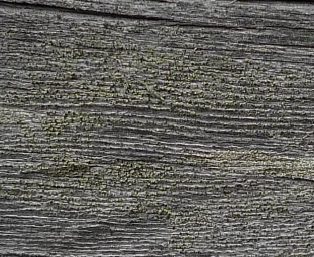Där finns också en liten fläck med ladlav Cyphelium tigillare (NT), ungefär 20 kvadratcentimeter.