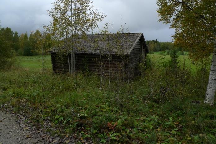 Där, på norra sidan, växer också blåslav Hypogymnia physodes, citrongul skivlav Psiololechia lucida, nordlig kantlav Lecanora circumborealis, staketflarnlav Pycnora praestabilis (VU)