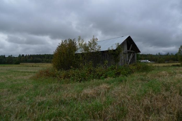 med fertil ladlav Cyphelium tigillare (NT). Jättendal Objekt 18 Brädlada i halvdåligt skick med tegeltak som står öppet mellan vallåker och sädesåker (foto nedan).