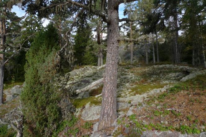 Objekt 21 Ytterligare en brädlada på samma åkerholme (foto ovan t.h.). Den här ladan saknar tak och börjar därför bli i lite dåligt skick.