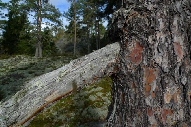 trädgrönelav Scoliciosporum chlorococcum, gällav Pseudevernia furfuracea, blåslav Hypogymnia physodes med flera arter.