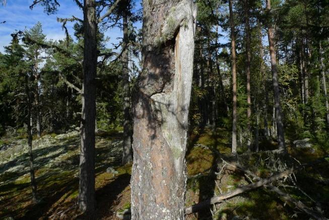 Det finns ytterligare några brädlador i en sädesåker och även några rödfärgsmålade som inte inventerades.