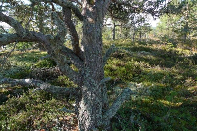 På en grov tallgren växer en bål med ladkantlav Protoparmelia oleagina (VU) täckande ungefär en kvadratcentimeter.