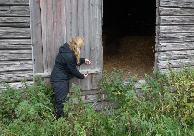 finns lite sydlig ladlav Cyphelium notarisii (EN,