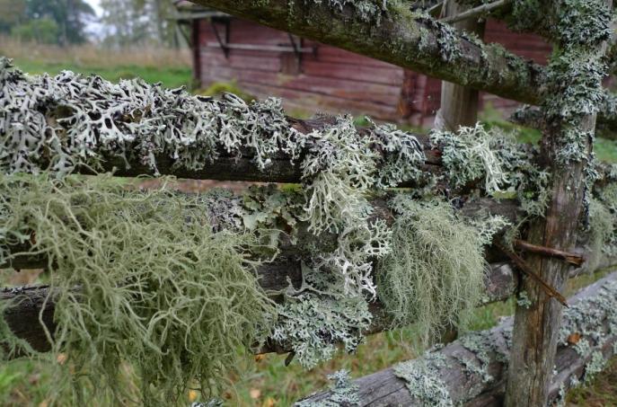 Slånlav Evernia prunastri, näverlav Platismatia glauca och skägglavar