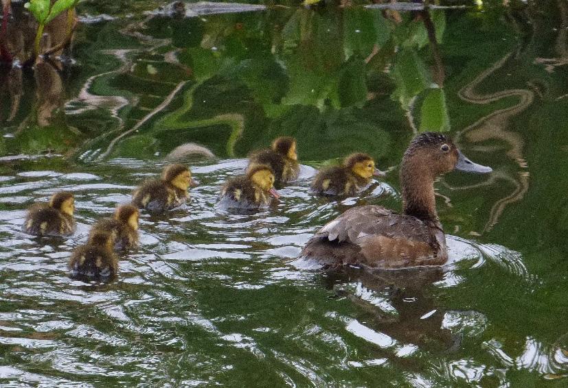 Områdesindelningen under hösten är densamma som under våren, dock räknas den södra delen av sjön genom paddling efter en given rutt.