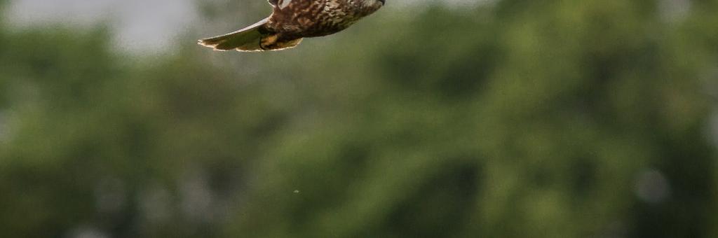 Frågan är nu - vad kommer att hända inför nästa häckningssäsong?