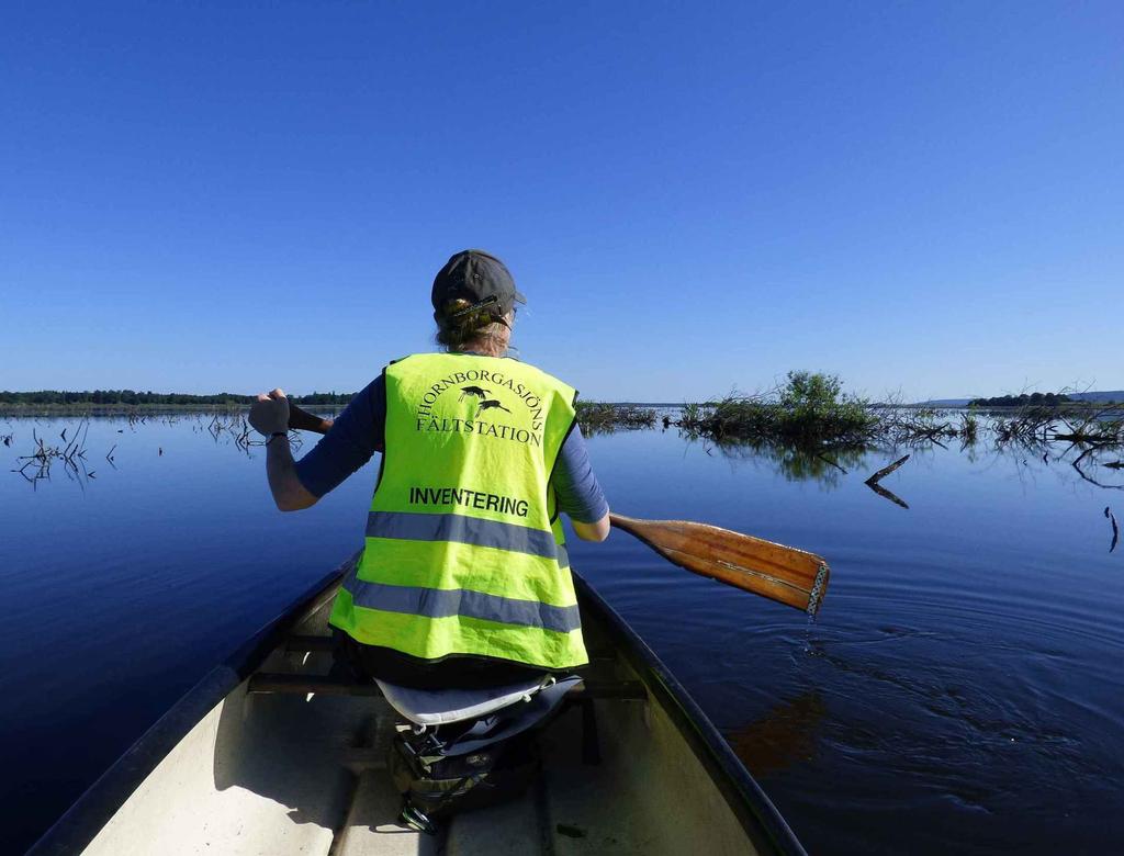 Häckande fisktärnor i Hornborgasjön 2016 Lotta Berg & Katarina Bremsjö Räkning av fisktärnebon Sterna hirundo genomfördes den 12 juni, en stilla dag med klarblå himmel (figur 1).