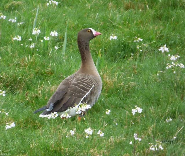 Figur 1. Rastande fjällgås vid Fågeludden, 16 maj 2016. Foto: Lotta Berg Grågås Anser anser Vårfynd, högsta antal: 7 000 ex rastande Ytterberg 28.5 (Jörgen Fritzson).