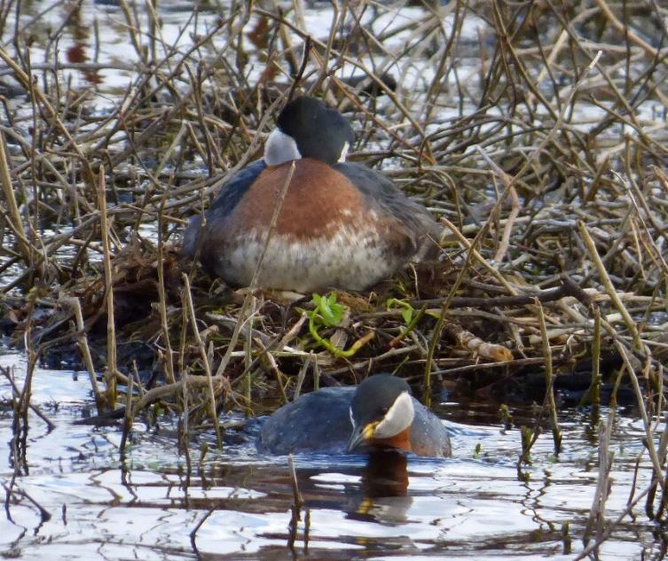 Skäggdopping Podiceps cristatus Vårfynd, största antal: 686 ex rastande 7.5 (HF). Höstfynd, största antal: 163 ex rastande 13.8 (HF).