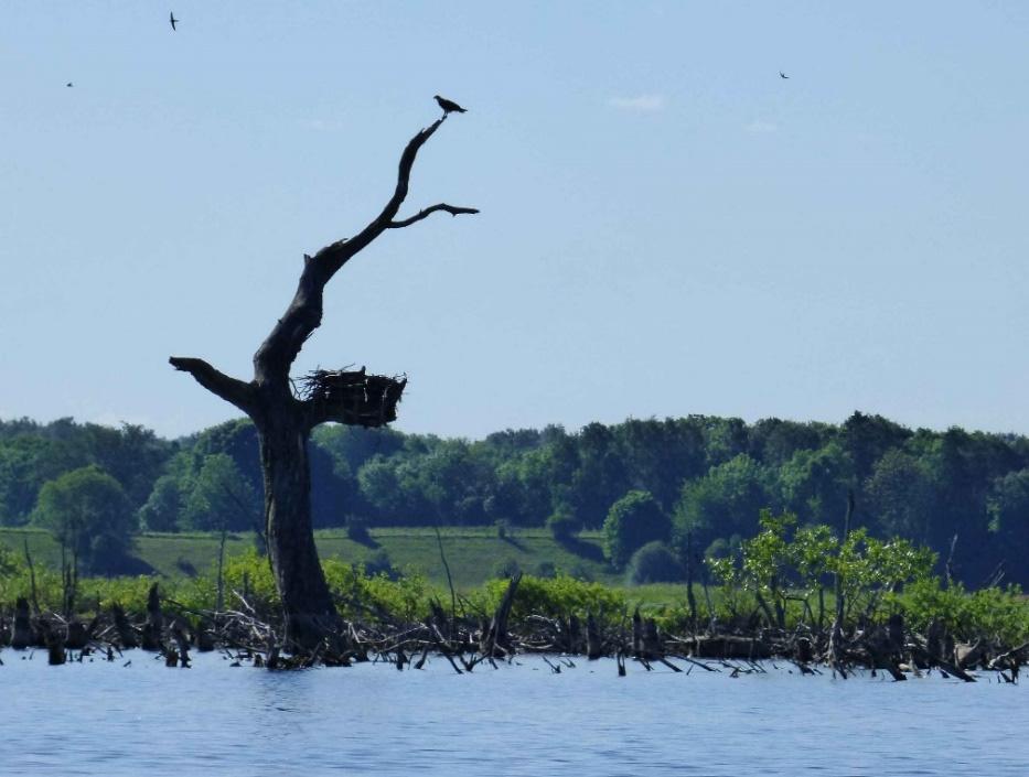 Duvhök Accipiter gentilis Inga fynd under häckningstid som tyder på häckningar. Sparvhök Accipiter nisus Inga fynd under häckningstid som tyder på häckningar.