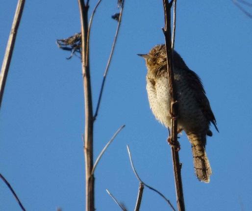 Gök Cuculus canorus Första vårfynd: 1 ex spelande Fågeludden 1.5 (Johan Bergquist, Anders Bergquist, Anita Persson). Berguv Bubo bubo Ett par med lyckad häckning i närheten av sjöområdet.