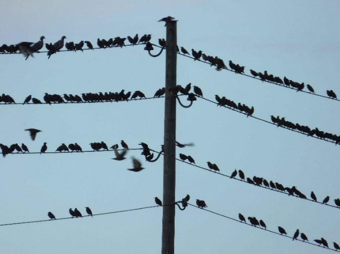 Figur 9. Starar samlas på ledningarna vid Bjällum, 21 juli 2016. Foto: Lotta Berg. Steglits Carduelis carduelis Vinterfynd, jan, större antal: 30 ex Vadboden 3-25.