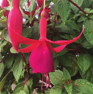 Fuchsia sort från fru