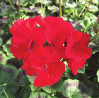 Verbena Pelargonium