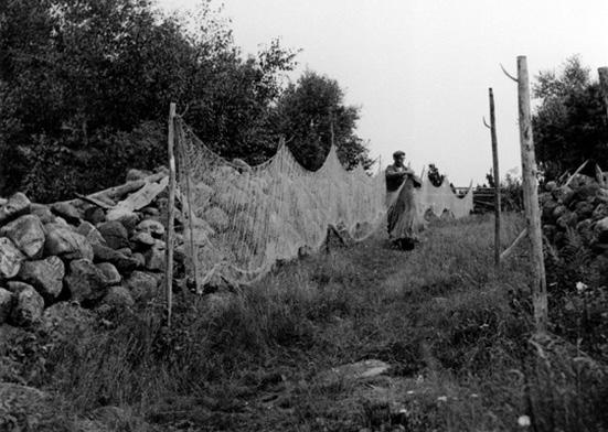 Då: En nätgård, eller garngård, utmed en stenmur på