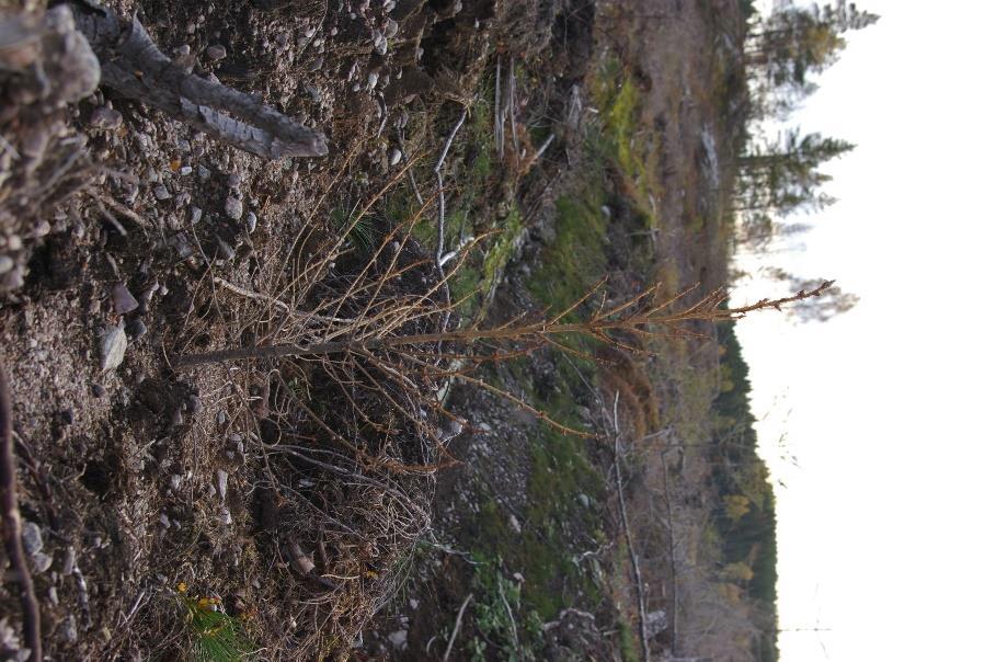 vatten i landskapet för att: Motverka torka