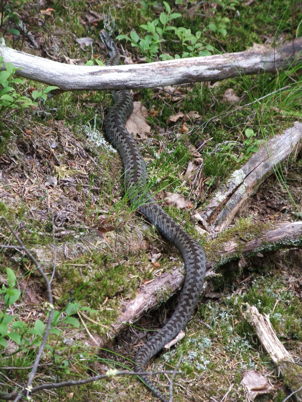 Huggormsförekomst vid projektområdet Under naturvärdesinventeringen 2012 utfördes inte någon riktad insats mot just arten huggorm.