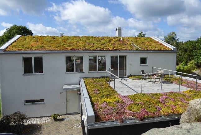 ex. sedum, kan minska dagvattenflödet med ca 50% på årsbasis.