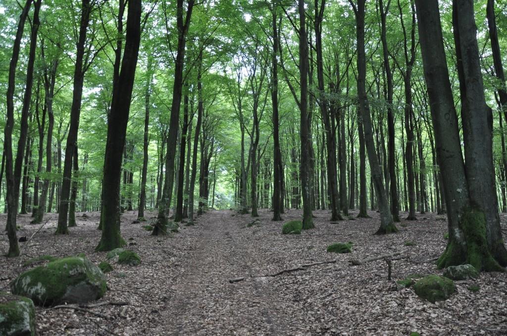 Simrishamn Rörum 21:9 m.fl. Natur/kultur Det finns ett område med röjningsrösen och en hålväg registrerade på fastigheterna. Inga nyckelbiotoper finns registrerade på fastigheten. Källor: http://www.