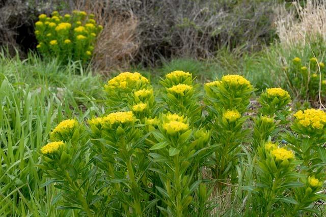 Inula salicinum
