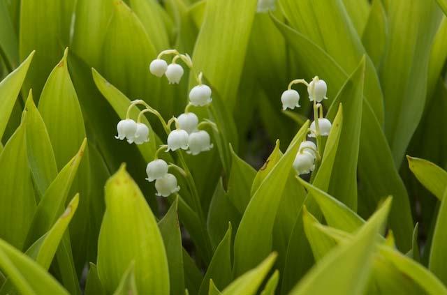 Origanum vulgare