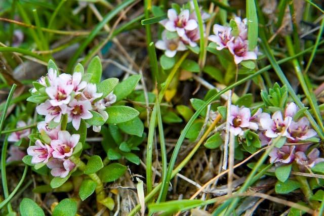 Trifolium