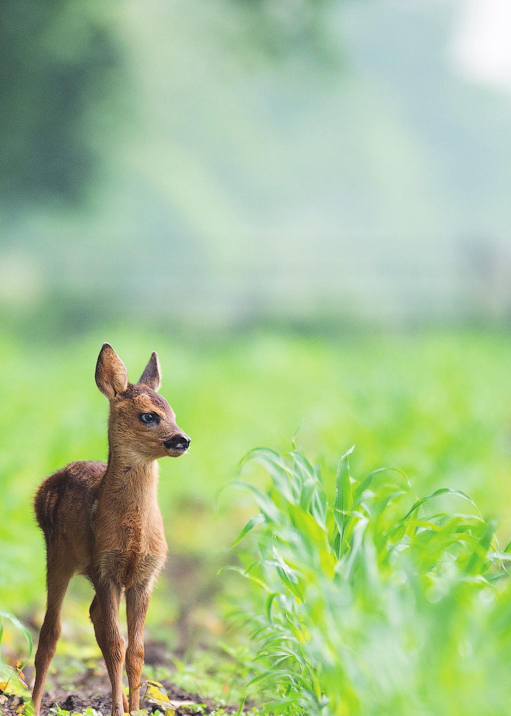 NATUREN, DJUREN OCH MILJÖN >> N VA ENMÄRK Miljömärkt 1234 5678 E T Hej!