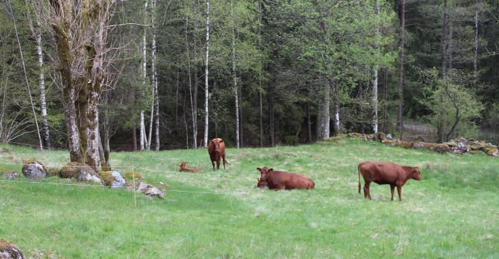 8 Karlagården Vad är ovanligt med den här bilden? Foto Lars Aspholmer Några kor som betar. Vad kan vara konstigt med en sådan bild? Inget om det var en gammal bild.