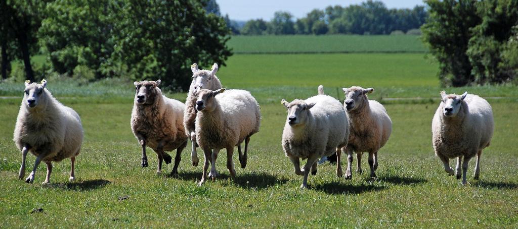 Ny ersättning för extra djuromsorg för får I år finns en ny ersättning för extra djuromsorg för får.