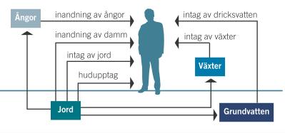 Skattning av human exponering Identifiera betydelsefulla exponeringsvägar Dosberäkning för förorening i jord Vilken dos ger representativ medelhalt och maxhalt?