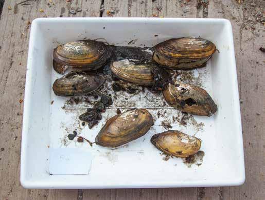 2 Varför är musslorna i Råstasjön väldigt viktiga? 1 Fiskmat X Fågelmat 2 Renar vattnet I Råstasjön lever två olika arter av stormusslor större dammmussla och allmän dammussla.