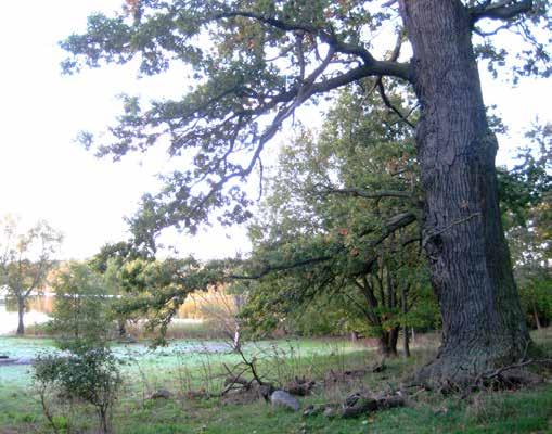 4 Ungefär hur gamla är de äldsta ekarna runt Råstasjön? 1 50 år X 100 år 2 70 år Naturreservatets ekar finns framförallt här på norra sidan av sjön.