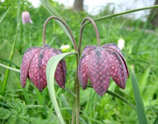 9 Vad heter denna blomma som växer på södra sidan Råstasjön? 1 1.