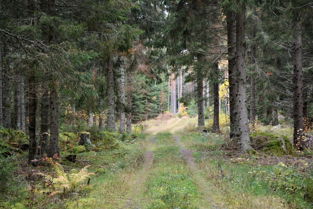 Ingår i Viltvårdsområde om ca 1700 ha. Fastigheten gränsar till sjön Tallången.