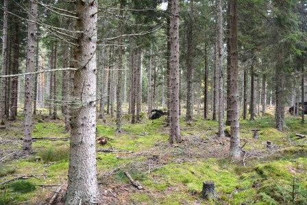 Hultsfred Stora Sinnerstad 6:20 Byggnad Enklare byggnad med stomme av trä, putsad fasad. Tak av plåt. Eldstad. Vatten och el saknas. Förråd Enklare träbyggnad med tak av plåt.