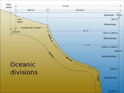 Varför? Kräftdjursvävnad från 10 000 m djuphavsgravar Stilla havet höga halter av PCB och andra POP (persistent organic pollutants).