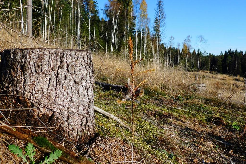 Övervakning av snytbaggeskador i södra Sverige 2011 Uppdrag Skogsstyrelsen Göran