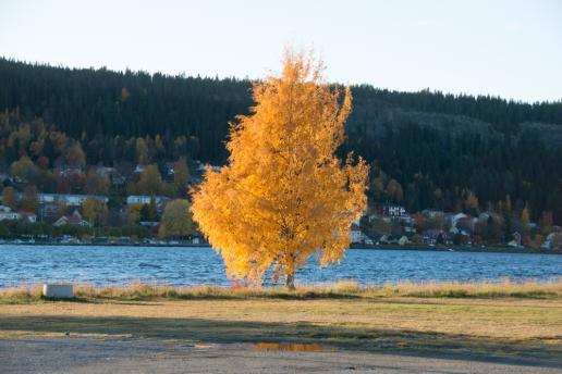 varit ute