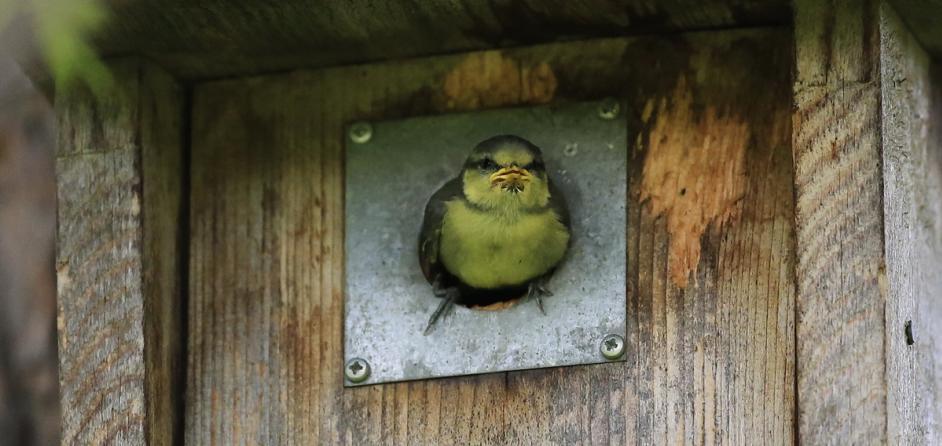 Den sitter inne i ett grenverk men var helt synlig från verandan. Jag kunde då och då se att det rörde sig alldeles innanför hålet i holken och förstod att nu är det snart dags.