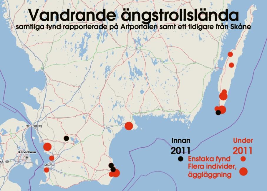 fortsätter, men den kan lika väl helt utebli för så har skett på andra håll, t ex i Danmark. Första fyndet i Finland gjordes för övrigt 2011 och understryker att arten hade ett bra år.