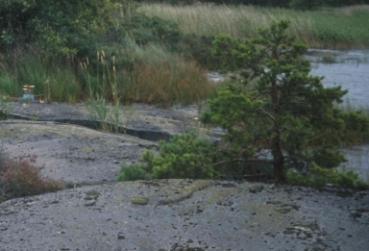 Vad gäller vattenvegetation är vass, säv (säv som en grupp) och övriga halvgräs (Carex) samt flytbladsvegetation inventerade. I övrigt gäller samma principer som för landvegetationen.