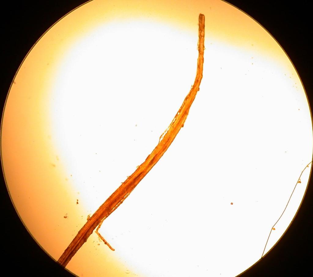 28 Fiberanalys vantens