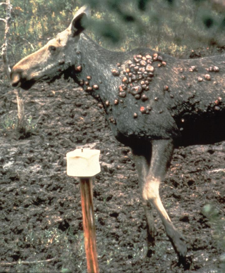 Sedan 1976 är detta ett regeringsuppdrag, vilket finansieras via Viltvårdsfonden. Samma år myntades även begreppet fallviltsundersökningar.