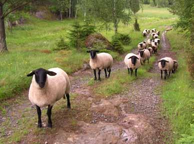 mellan födsel och mönstring (110 dagar) än genomsnittet för rasen.