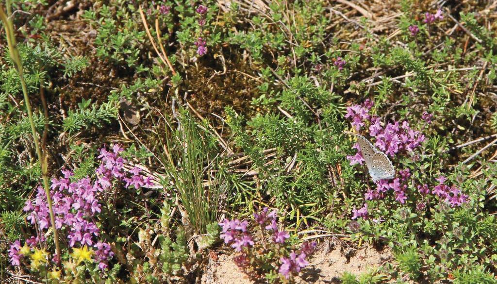Förekomst av backtimjan Svartfläckig blåvinge har backtimjan som värdväxt och honorna lägger ägg i växtens blommor.