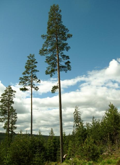 försökspark Jädraås