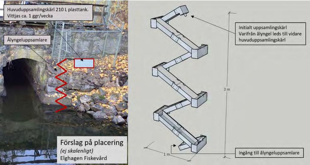 45 (60) 4.4 UDDBY KRAFTVERK, UPPSAMLING AV ÅLYNGEL För att möjliggöra en passage för uppvandrande ålyngel föreslås att en ålyngeluppsamlare installeras vid kraftverkets utloppskanal (figur 34-35).