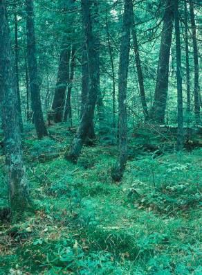 Lövsumpskog Kan ha torv Barrsumpskog Kan ha torv Strand med